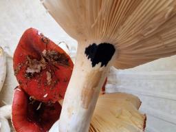 Russula melliolens
