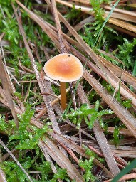 Gliophorus laetus