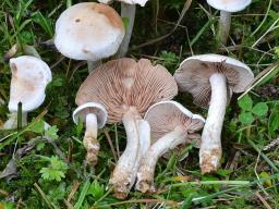 Hebeloma circinans