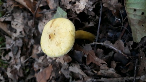 Tricholoma sulphureum