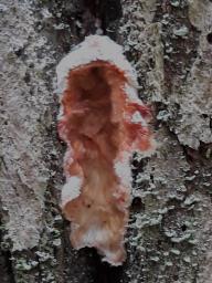 Phlebia tremellosa