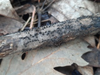 Peroneutypa scoparia