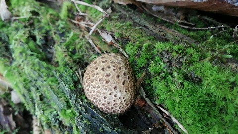 Scleroderma citrinum