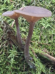 Pseudoclitocybe cyathiformis