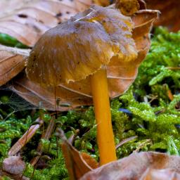 Craterellus tubaeformis
