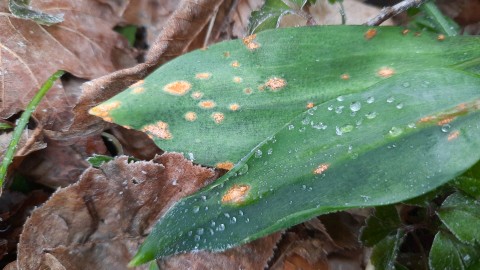Uromyces erythronii
