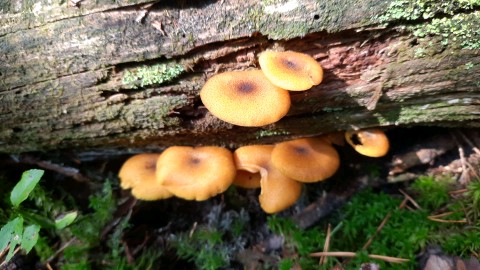 Tricholomopsis decora