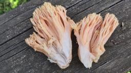 Ramaria formosa