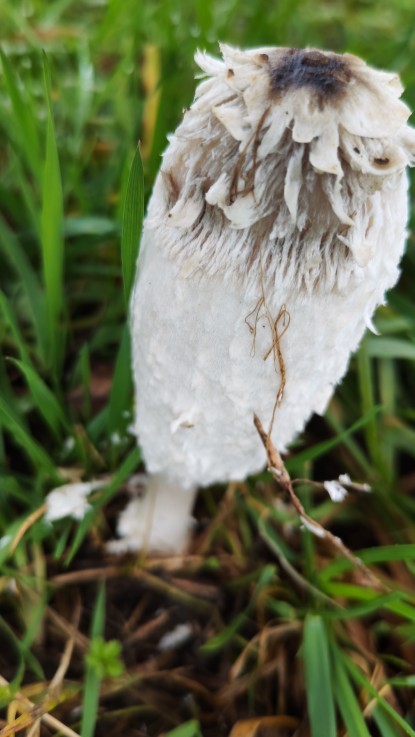 Coprinus comatus