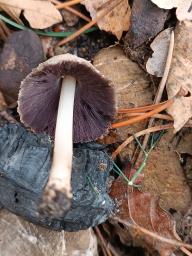 Coprinellus xanthothrix