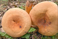 Lactifluus volemus