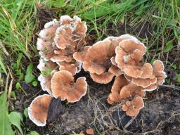 Abortiporus biennis