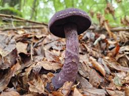 Cortinarius violaceus