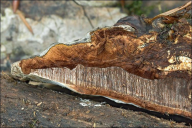 Vanderbylia fraxinea