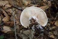 Hygrophorus russula