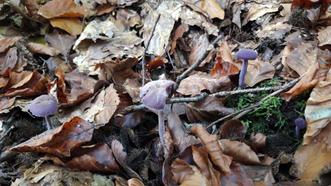 Laccaria amethystina