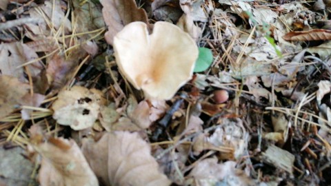 Infundibulicybe gibba