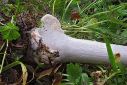 Volvopluteus gloiocephalus
