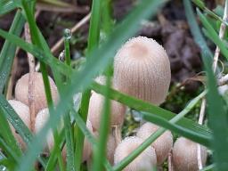 Coprinellus disseminatus