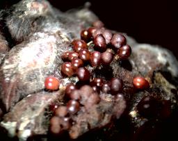 Leocarpus fragilis