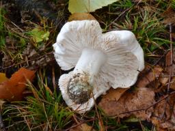Tricholoma columbetta