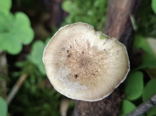 Lentinus substrictus