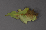 Orchestes quercus