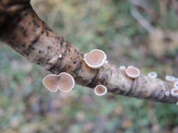 Schizophyllum amplum