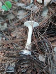 Infundibulicybe gibba