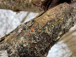 Orbilia carpoboloides