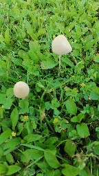 Conocybe apala