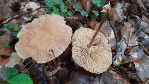 Collybiopsis peronata