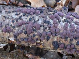 Hypoxylon fuscum