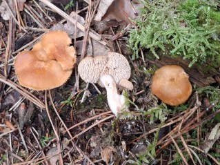 Hydnum umbilicatum