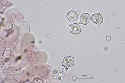 Entoloma sericeum