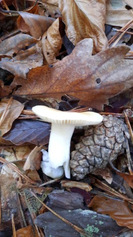 Russula fellea