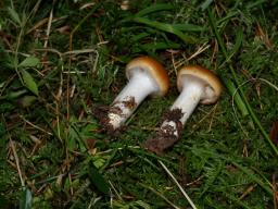Cortinarius mucosus
