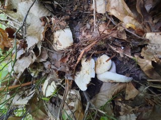 Lactifluus piperatus