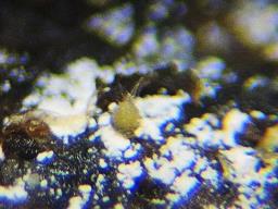 Trichobolus sphaerosporus