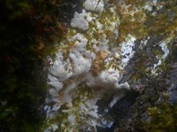 Oxyporus corticola