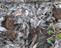 Morchella semilibera