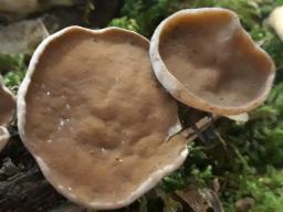 Discina ancilis