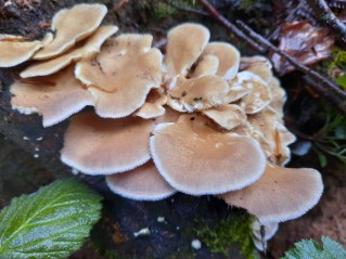 Panus neostrigosus