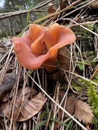 Guepinia helvelloides