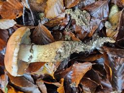 Hebeloma radicosum