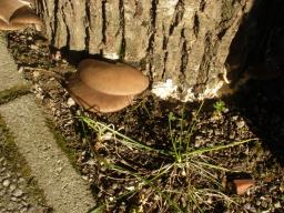 Pleurotus ostreatus