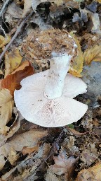 Lepista glaucocana