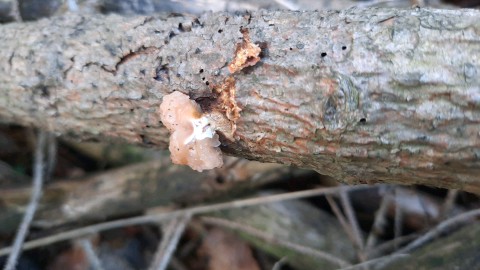 Naematelia encephala