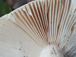 Russula fellea