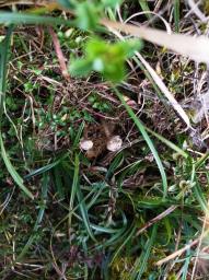 Tulostoma brumale